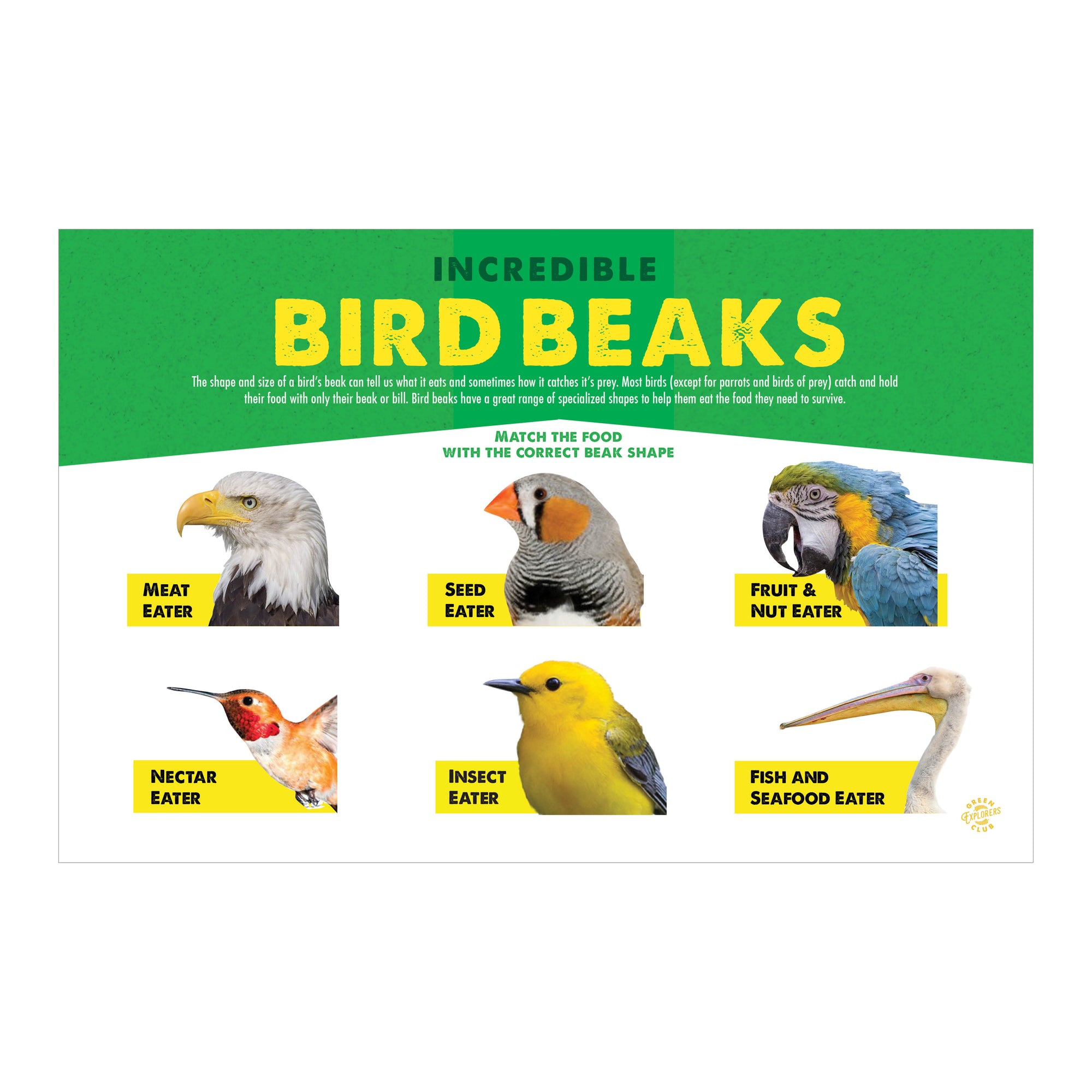 Bird Beak Activity Sheet