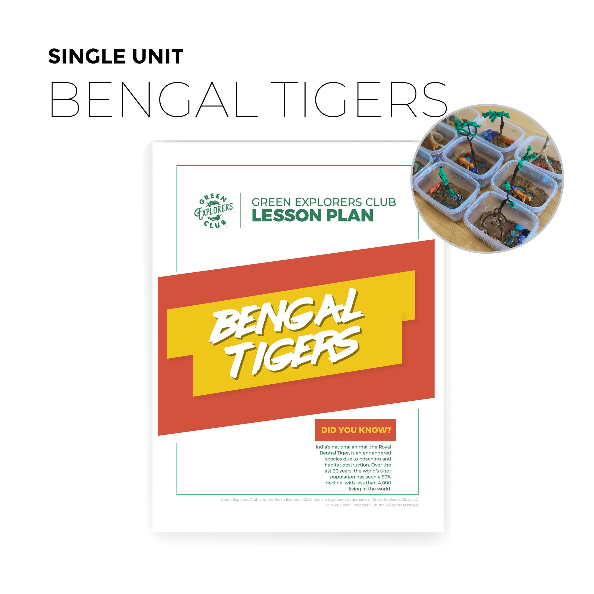 Bengal Tigers Lesson Plan