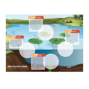 Life Cycle of a Frog Activity Board