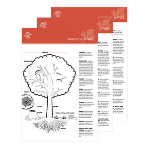 Parts of a Tree Activity Sheet