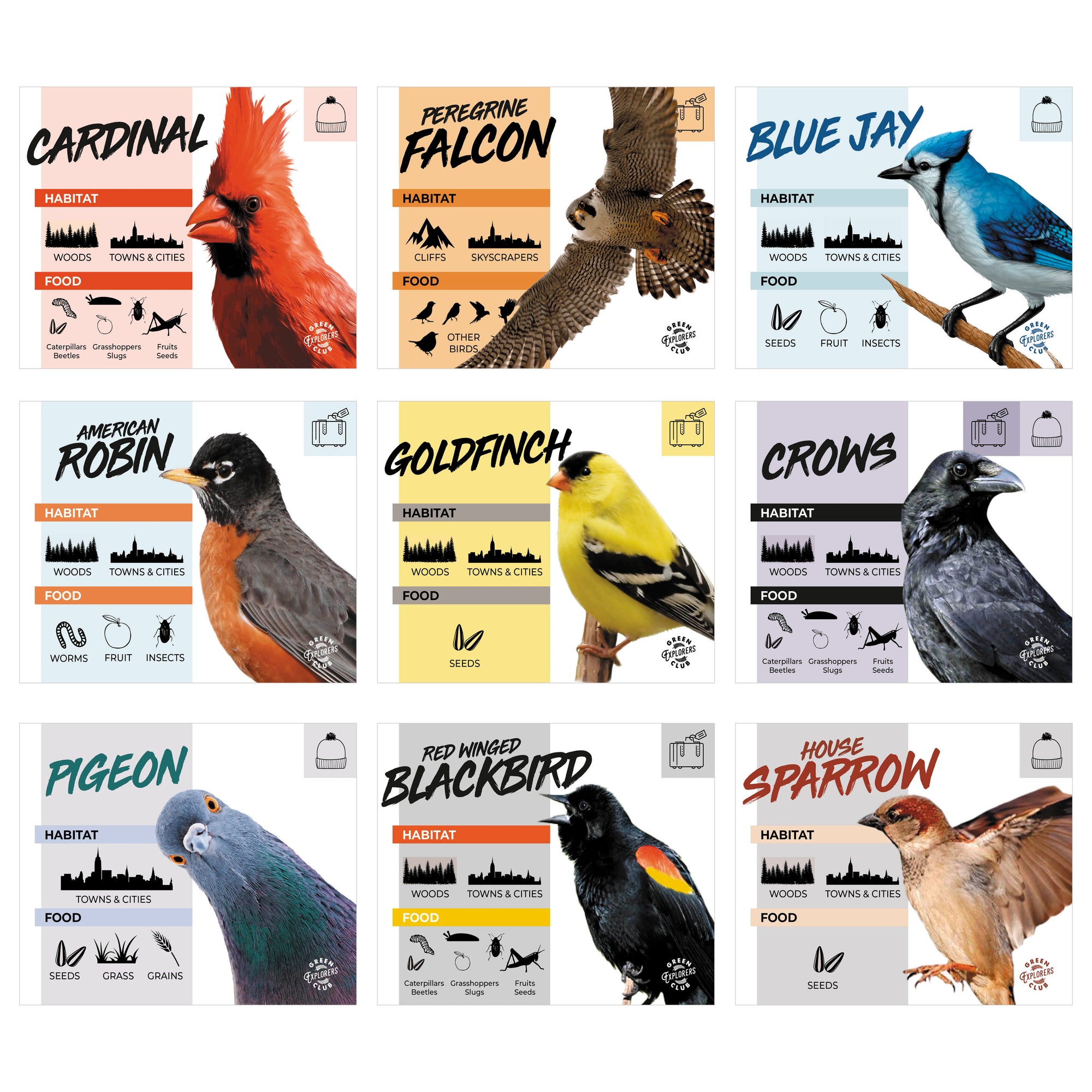 Bird Identification Flashcards (Teacher Set)